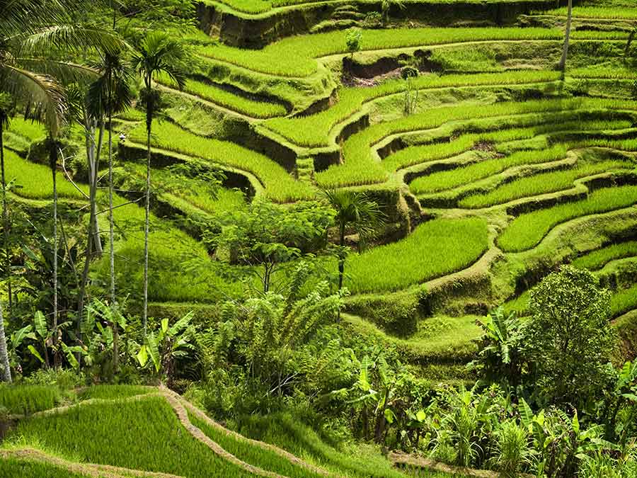 Ubud, Indonesia