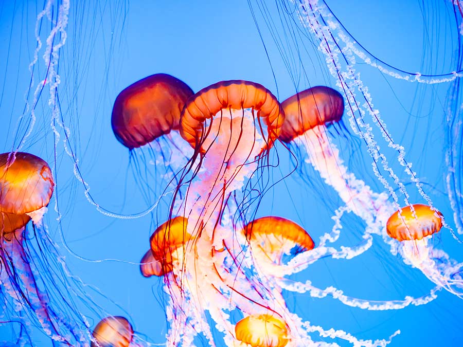 Jellyfish in the ocean